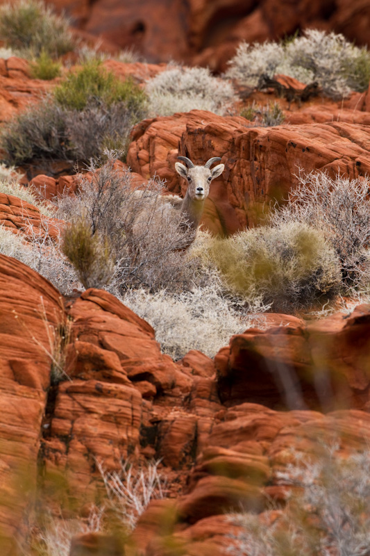 Bighorn On Slickrock